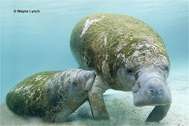 Manatee nursing mother and calf by Dr. Wayne Lynch ©